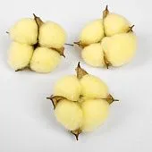 Набор сухие цветы хлопка 3 шт желтый